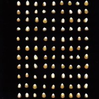 CIMMYTMA 4924 BRAZ 2029 AF20A-0903-26 K.jpg