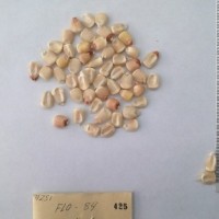 CIMMYTMA 425 - Reference Inventory.jpg