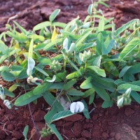 Psophocarpus sp 10529 flower.JPG