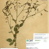 3265 herbarium