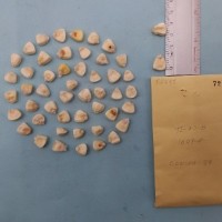 CIMMYTMA 7264 - Reference inventory.jpg