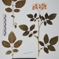 CIP 760434_HHA 6526a_03.jpg