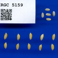 IRGC 5159 Seed Photo