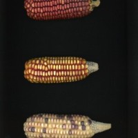 CIMMYTMA 1714 PANA 81 AF23A-0903-196 E1.jpg