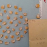 CIMMYTMA 5753 - Reference Inventory.jpg