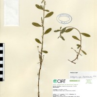 20733 herbarium