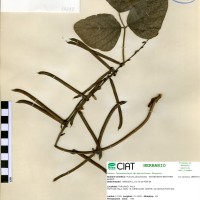 17299 herbarium