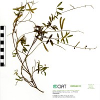 21560 herbarium