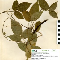15712 herbarium