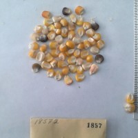 CIMMYTMA 1857 - Reference Inventory.jpg