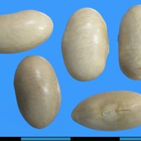 G52367 seed.jpg
