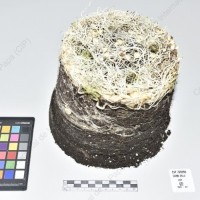 CIP 760655_TARN 241d_cph_Tb_2024.jpg