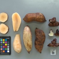 CIP 205021 (root).jpg