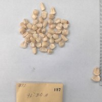 CIMMYTMA 187 - Reference Inventory.jpg