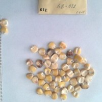 CIMMYTMA 319 - Reference Inventory.jpg