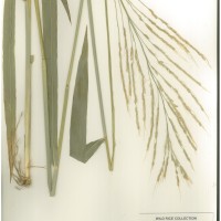 IRGC 80770 Herbarium