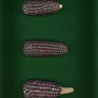 CIMMYTMA 18874 MICH 232 BA22U-2903-17 E1.jpg