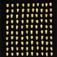 CIMMYTMA 7465 BRAZ 1095 AF22A-0903-133 K_compress.jpg