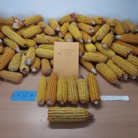 CIMMYTMA 30527 PHIL10290 PV19A-1902-2.jpg