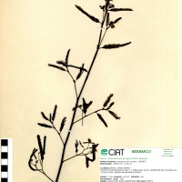 8922 herbarium