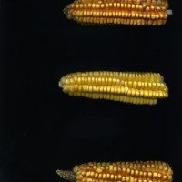 CIMMYTMA 18949 BOZM 1356 TC22U-2903-54 E1.jpg