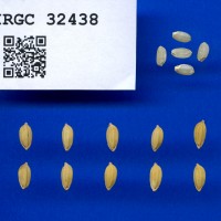 IRGC 32438 Seed Photo