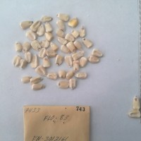 CIMMYTMA 743 - Reference Inventory.jpg