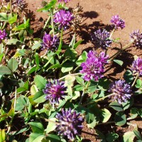 Trifolium mattirolianum 2060 flower.JPG