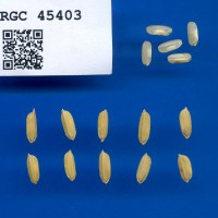 IRGC 45403 Seed Photo
