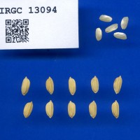 IRGC 13094 Seed Photo