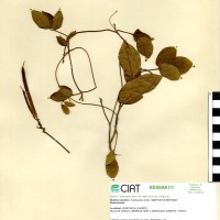 15408 herbarium