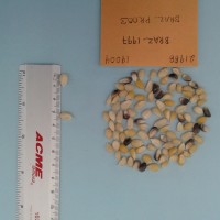 CIMMYTMA 21988 - Reference Inventory.jpg