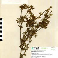 1047 herbarium