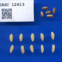 IRGC 12613 Seed Photo