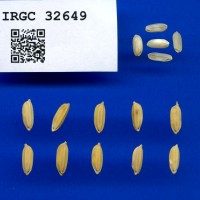 IRGC 32649 Seed Photo