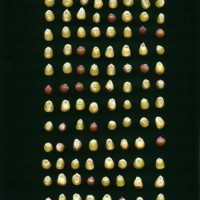 CIMMYTMA 16992 ECUA 756 TC19U-2903-7 K0 _Ready.jpg