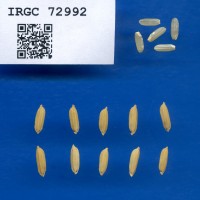 IRGC 72992 Seed Photo