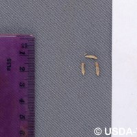 6.6.2 - Compound tepal basic colour