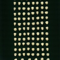 CIMMYTMA 5190 GUAT 127 AF18A-0903-171 K.jpg