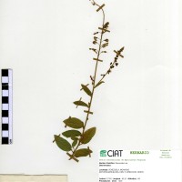 3567 herbarium
