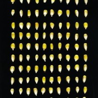 CIMMYTMA 25113 TLAX 212 TC24U-2903-160 K.jpg