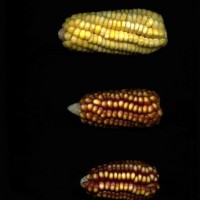 CIMMYTMA 10424 APUC 163 TC18U-2903-4 E1.jpg