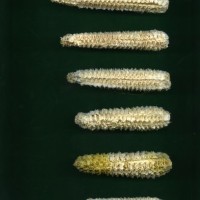 CIMMYTMA 32193 JUN. 539 TC19U-2902-118 C.jpg