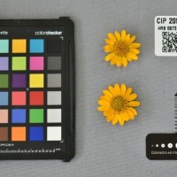 CIP 205002 (flower).jpg