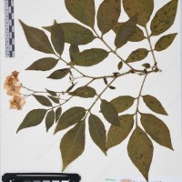 CIP 761395_OCH 12016_02.jpg