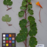 CIP 203021 Herbarium