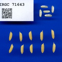 IRGC 71643 Seed Photo