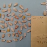 CIMMYTMA 5637 - Reference Inventory.jpg