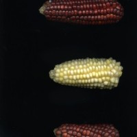 CIMMYTMA 18678 BOLI 842 TC22U-2903-12 E1.jpg