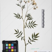 CIP 761164_OCHS 11007_14.jpg